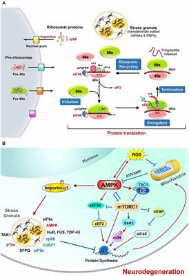 Contribution of Energy Dysfunction to Impaired Protein Translation in Neurodegenerative Diseases